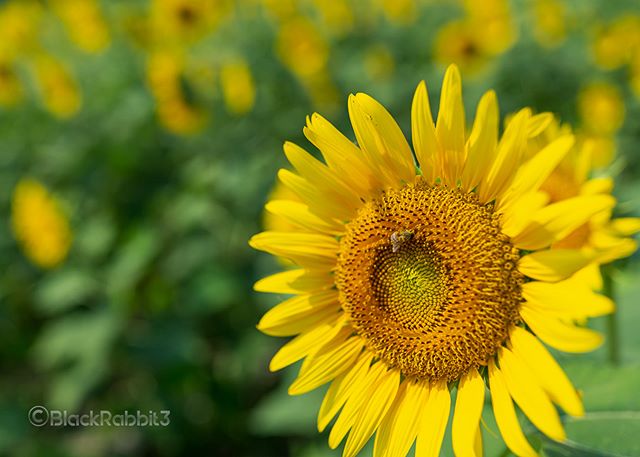 ひまわり（岡山県、笠岡ベイファーム）