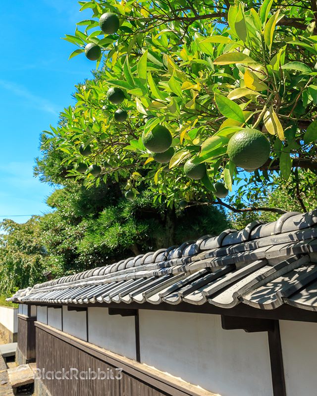 菊屋横丁の青夏みかん（山口県萩市）