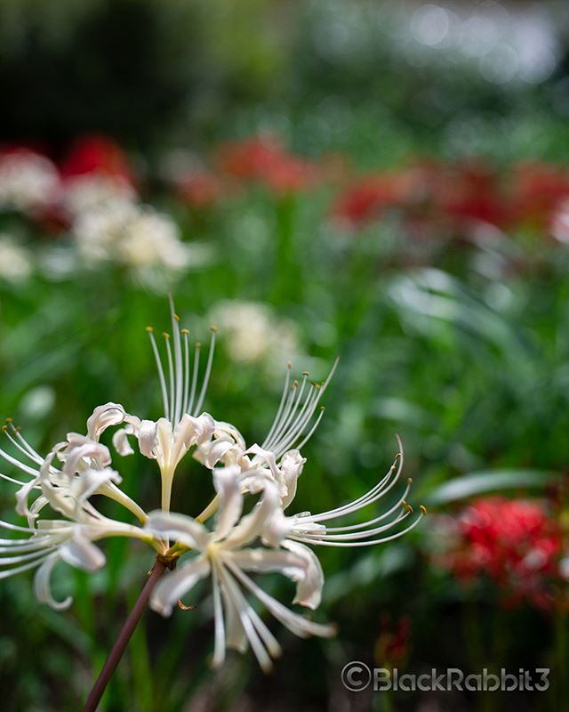 彼岸花（広島市）
