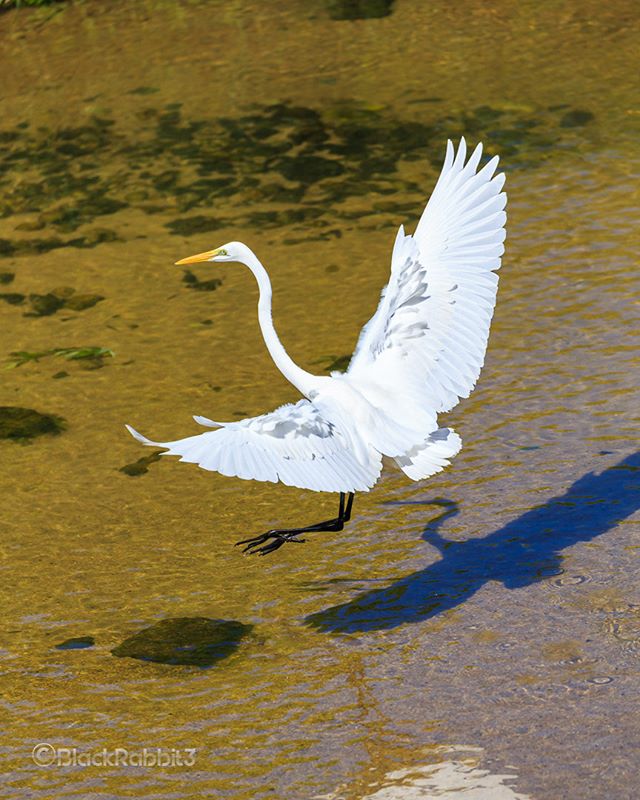 ダイサギ( Great Egret )