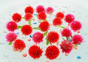 センニチコウ（千日紅）