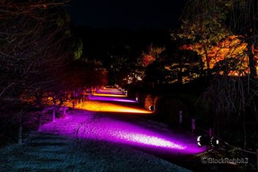 縮景園、もみじまつり2018（広島市）