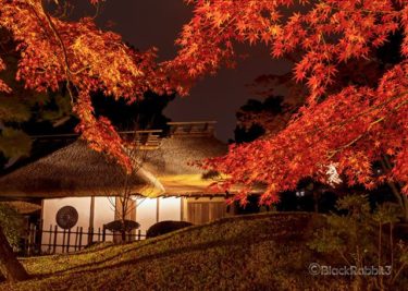 縮景園、もみじまつり2018（広島市）明月亭ライトアップ。