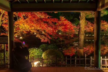 縮景園、もみじまつり2018（広島市）