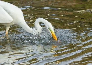 ディナータイム（広島市、古川にて）