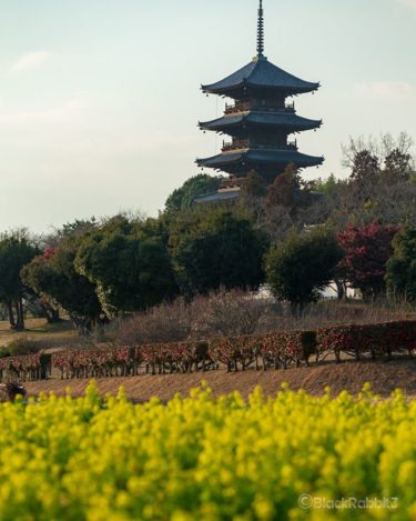 備中国分寺、菜の花添え（岡山県総社市）