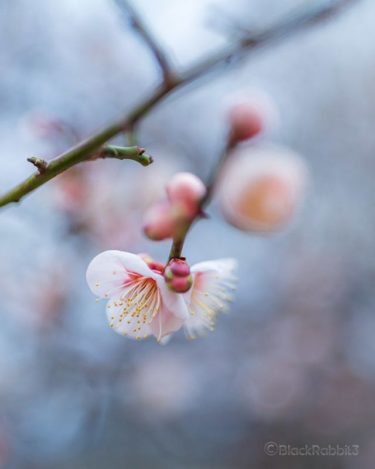 梅花（広島市、家の前）