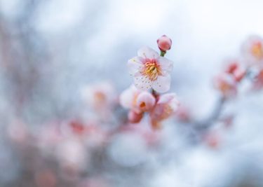 梅花（広島市、家の前）