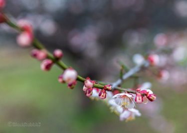 梅花（広島市、家の前）