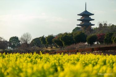 備中国分寺（岡山県総社市）