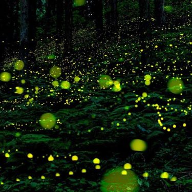 福万来ホタル乃国（鳥取県日野郡日南町福万来）