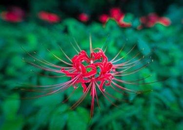 ひがん花の里（島根県鹿足郡吉賀町）