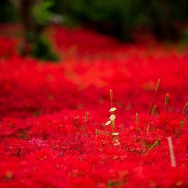 白野菊と猫じゃらし（曼殊沙華の海の中で）