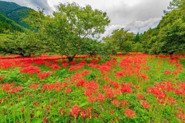ひがん花の里（島根県鹿足郡吉賀町）