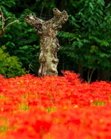 ひがん花の里（島根県鹿足郡吉賀町）