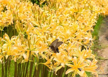 黄色の彼岸花とてふてふ