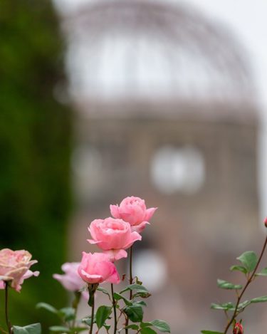 バラと原爆ドーム