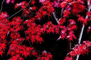 紅葉（北野天満宮、京都市上京区）