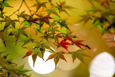 紅葉（北野天満宮、京都市上京区）