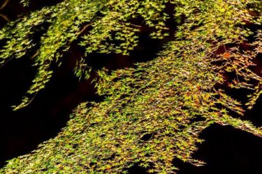 青紅葉（北野天満宮、京都市上京区）