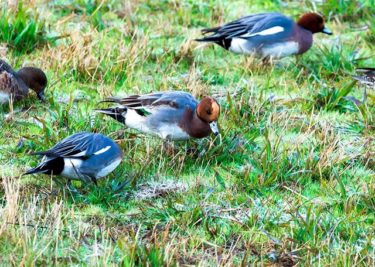 ある凍えた朝の風景