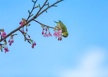 河津桜とメジロちゃん