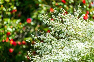 ユキヤナギ　ヤブツバキ