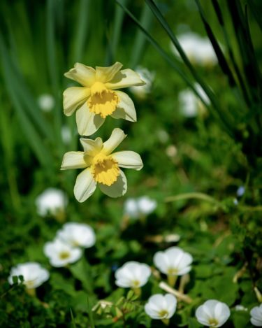 すいせんで、すいません